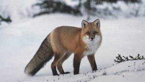 kitsune japanese fox