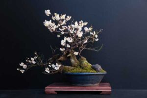 bonsai beginners guide