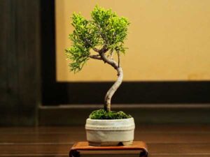 bonsai beginners guide